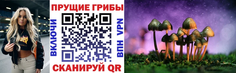 mega зеркало  Новоалександровск  Псилоцибиновые грибы мицелий 